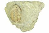Bargain, Partial Estoniops Exilis Trilobite - Russia #363262-1
